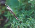 spearmint